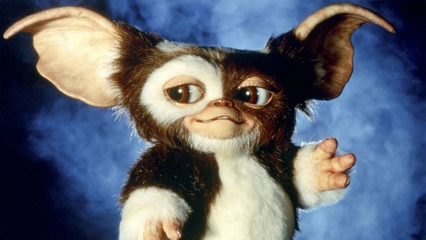 9 Things To Know Before You Feed Your Gremlins